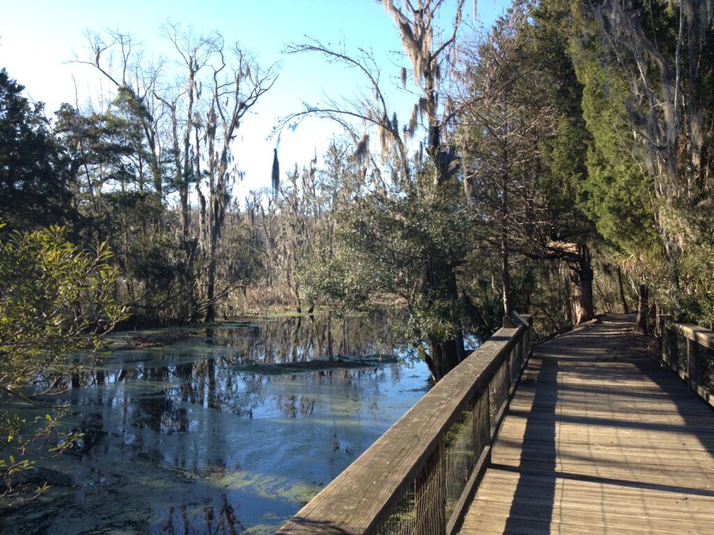 The Audubon Swamp at Magnolia Plantation & Gardens