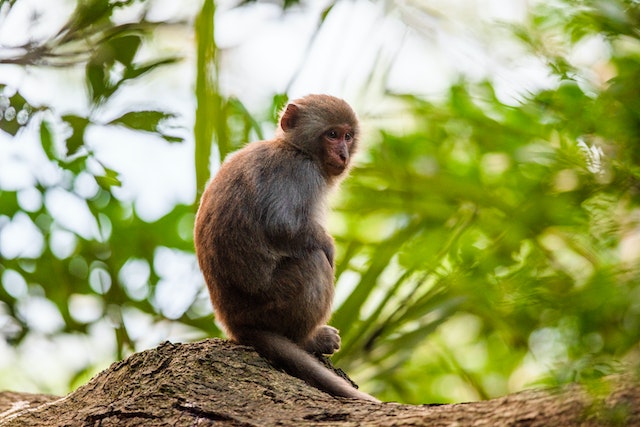 A Rhesus Monkey Like the Ones That Live on Morgan Island Near Charleston, SC