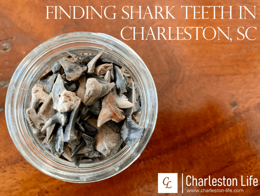Finding Shark Teeth in Charleston, SC