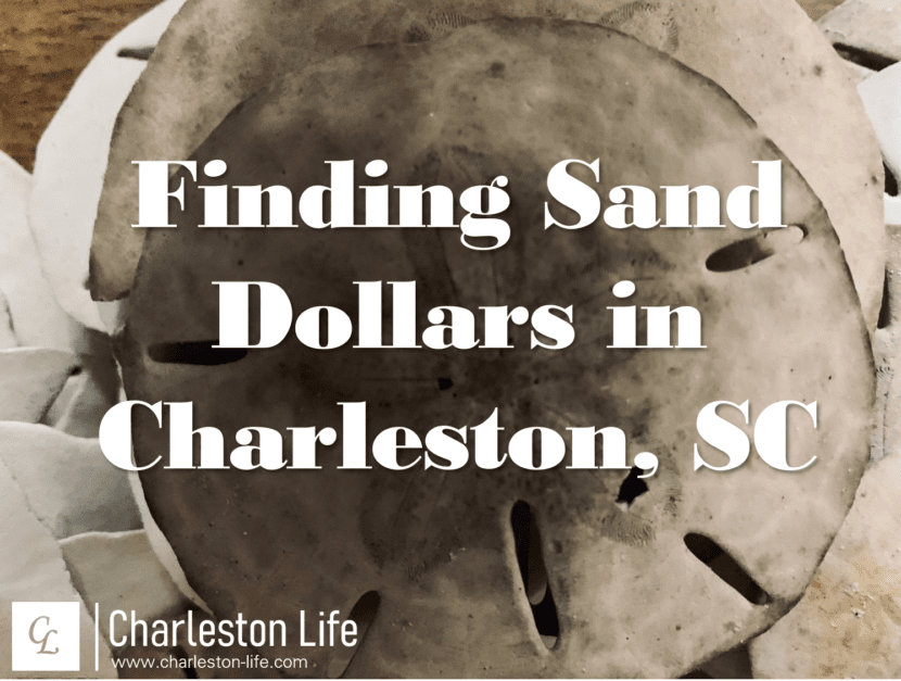 How Do You Find Sand Dollars at Charleston’s Beaches?