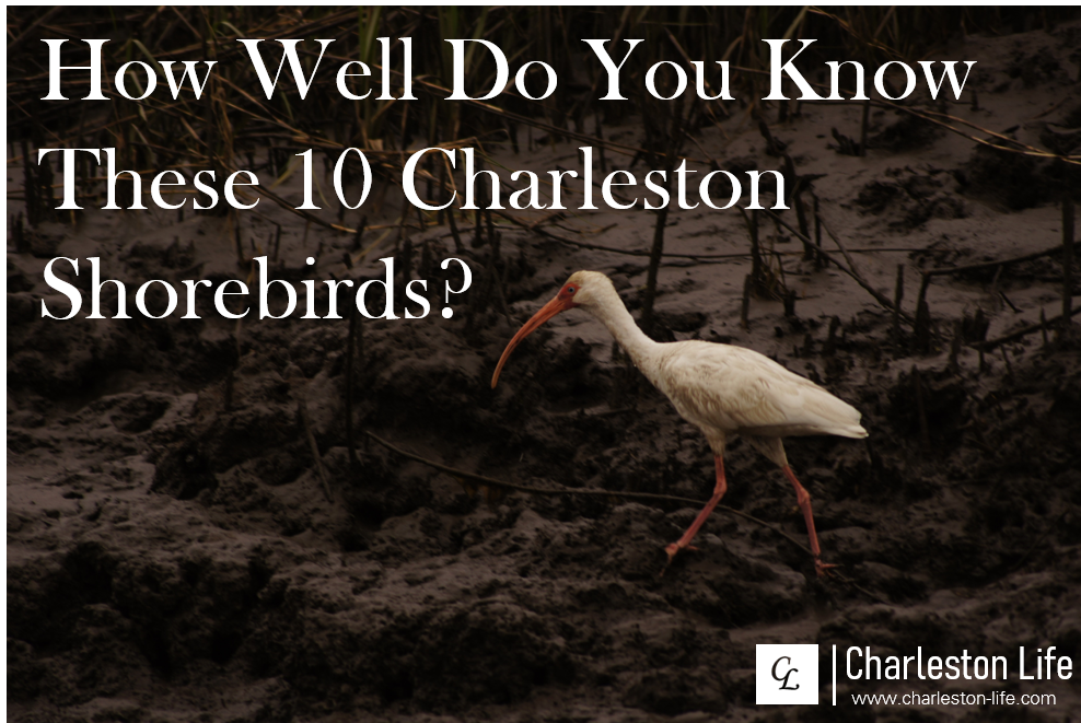 How Well Do You Know These 10 Charleston Shorebirds?