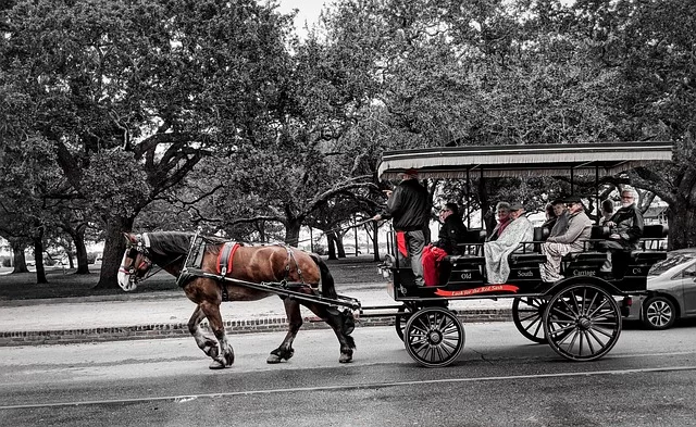 Horse-drawn carriage ride--a Charleston "must do" for many vacationers.