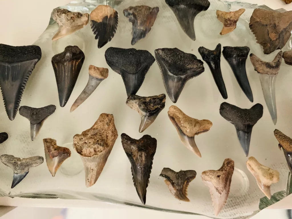 Many different types of shark teeth can be found in Charleston, SC