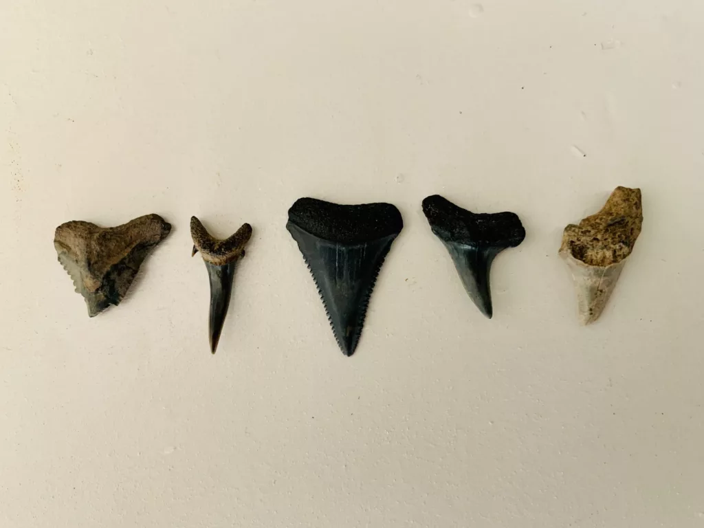 Shark teeth found in Charleston, SC