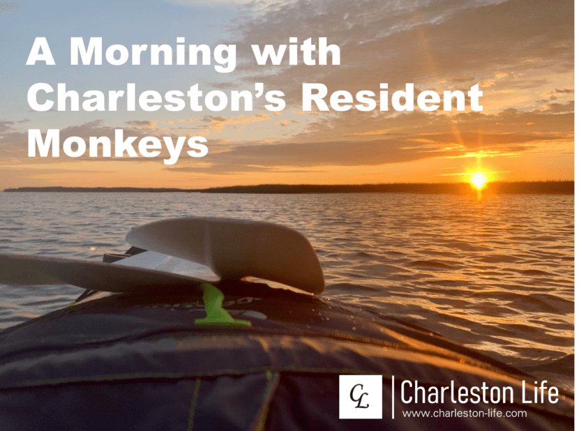 Circumnavigating Morgan Island: A Morning with Charleston's Resident Monkeys