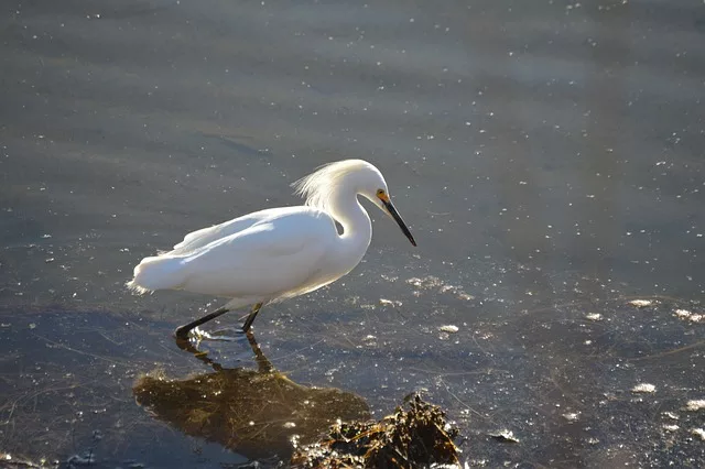 Snowy egret, a Charleston, SC shorebird