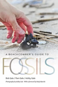 A Beachcomber's Guide to Fossils - learn about the shark teeth you find in Charleston